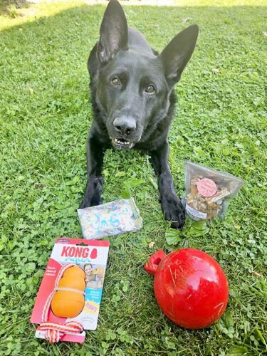 Tyrone K-9 set to retire